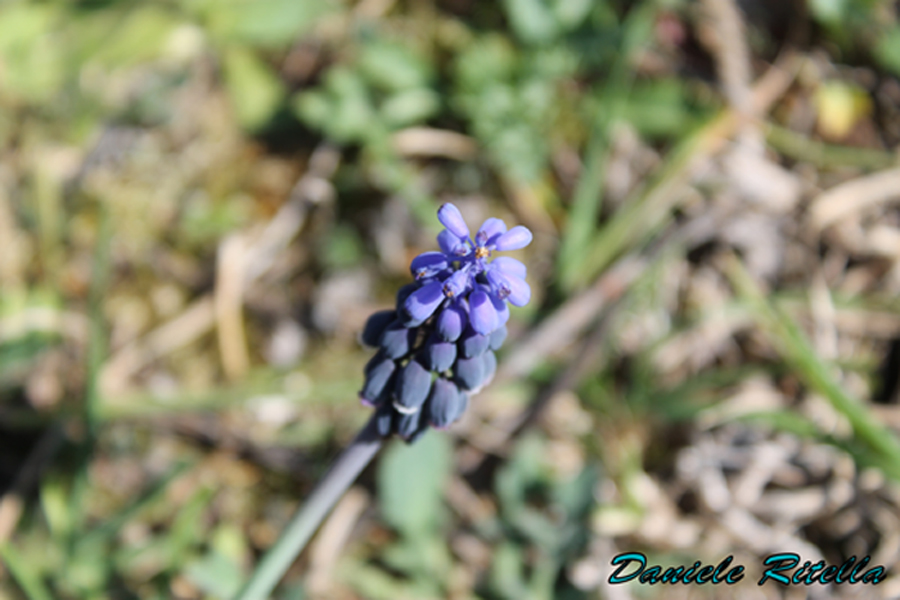 Muscari cfr. neglectum
